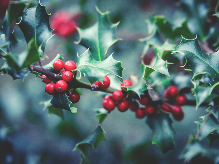 acebos flores y guirnaldas navidenas