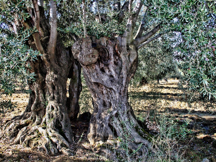 aceites aromatizados de oliva usos posibilidades y beneficios