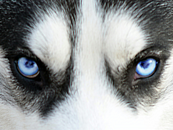 adecuacion nutricional de los alimentos para perros y gatos