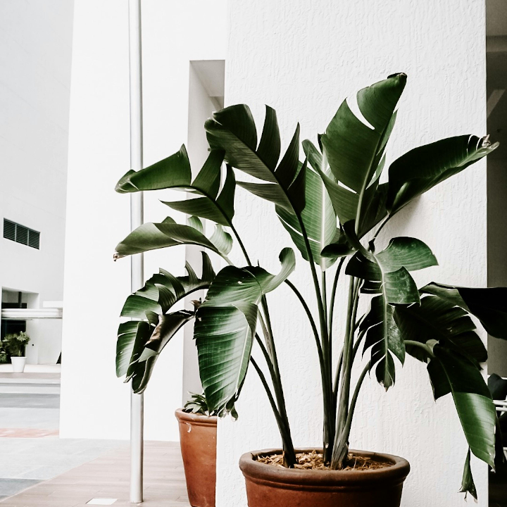 alimento para plantas de interior pokon 500ml