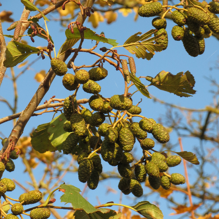 alisados o keratinas con o sin formol