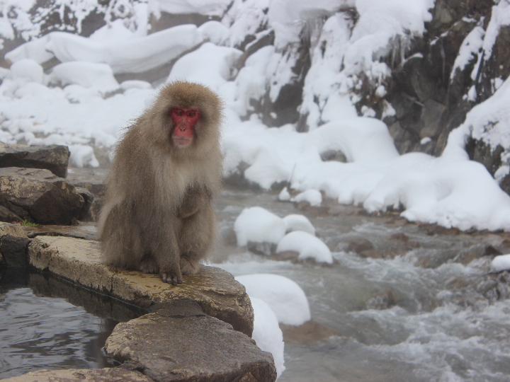 alpha gpc 300 mg 60 capsulas vegetales de jarrow formulas