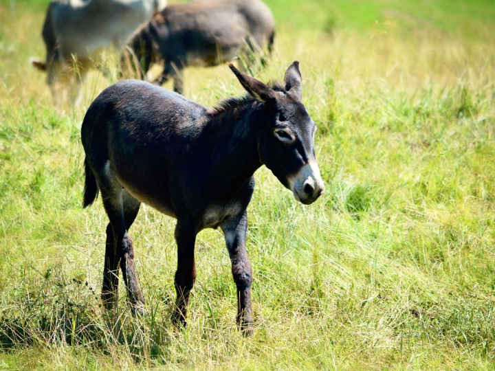 alpiste para consumo humano mercadona
