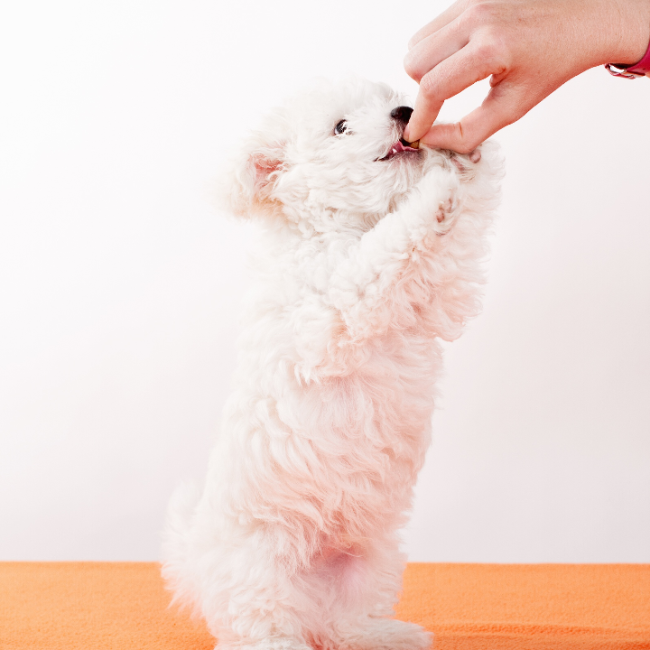 analisis comparativo descubre el mejor pienso para gatos esterilizados en calidad precio del mercado