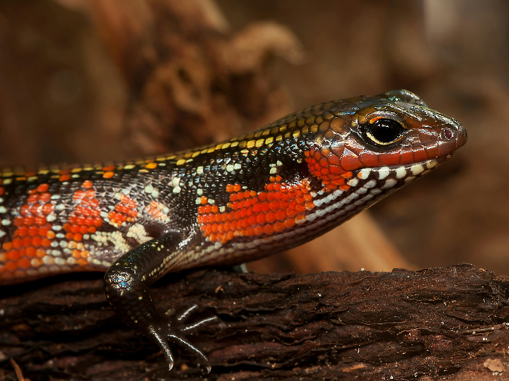 analisis comparativo licor chino lagarto la joya oculta de asia