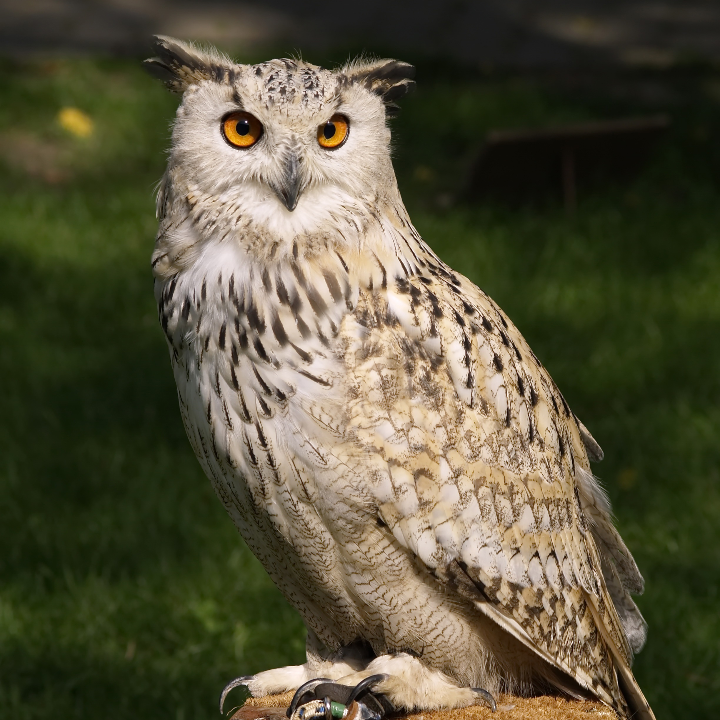 analisis completo de las opiniones sobre las botas salewa rapace gtx merecen la pena para deportes de montana y riesgo