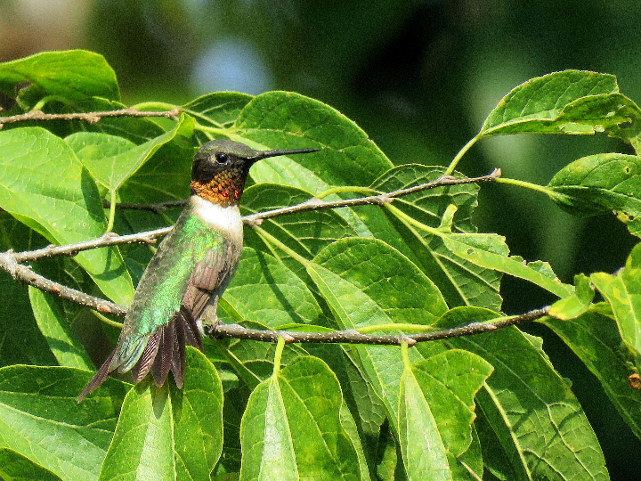 analisis de deshumidificador ruby opiniones y comparativa de electrodomesticos
