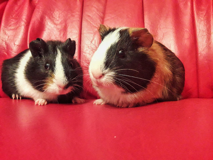 analisis de juguetes para mascotas descubre las mejores opciones en la tienda de animales de espai girones girona