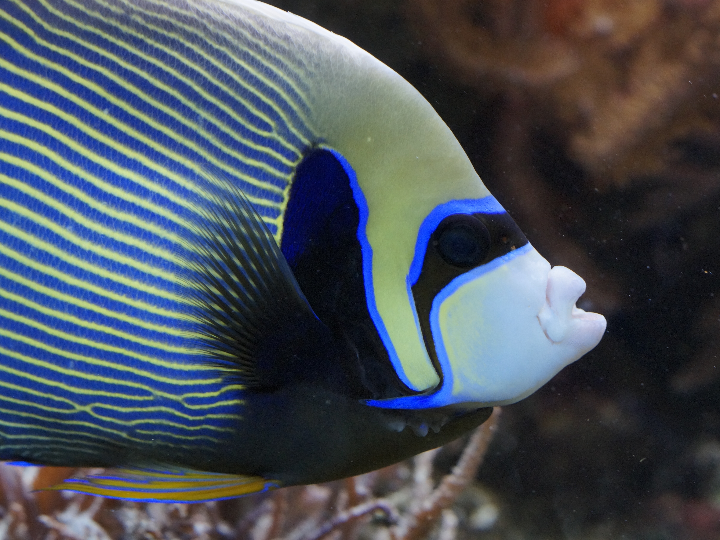 analisis de la pecera robofish idescubre sus ventajas y compara las opciones disponibles