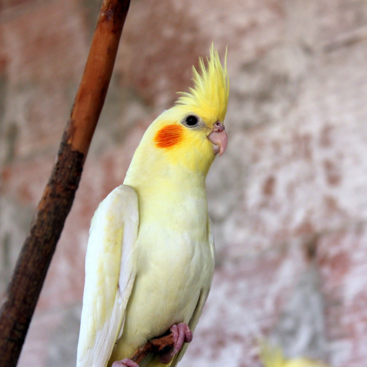 analisis de los mejores aceites para loros blanco idescubre cual es el mas adecuado para tu ave