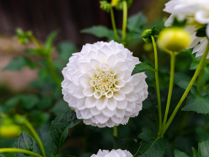 analisis del boulevard blanes juguetes unicos y sus ventajas comparativas