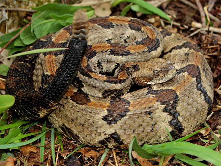 analisis del unguento de la serpiente el mejor suplemento nutricional