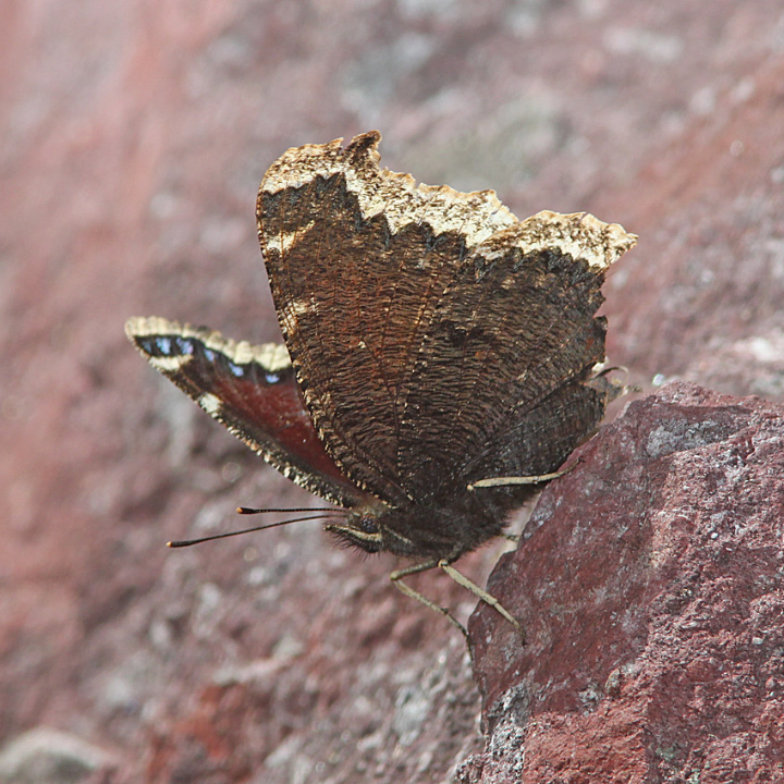 analisis detallado de la tendencia en ropa de marca blanca vale la pena la inversion
