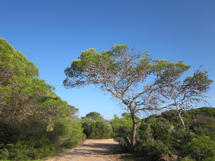 analisis detallado de las sandalias ibicencas para mujer idescubre el encanto del estilo mediterraneo