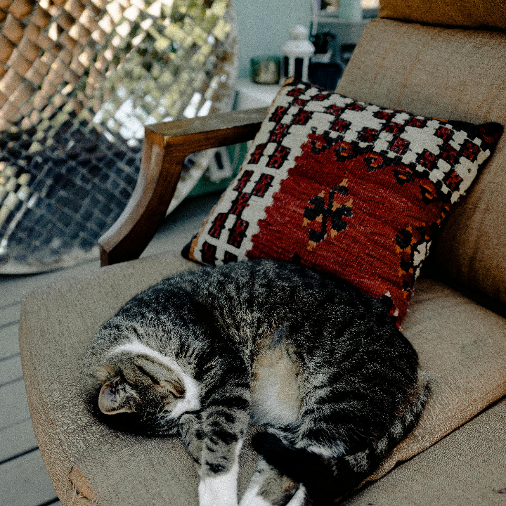 analisis y comparativa de las mejores almohadillas para hip thrust en el gimnasio idescubre cual es la ideal para tus entrenamientos