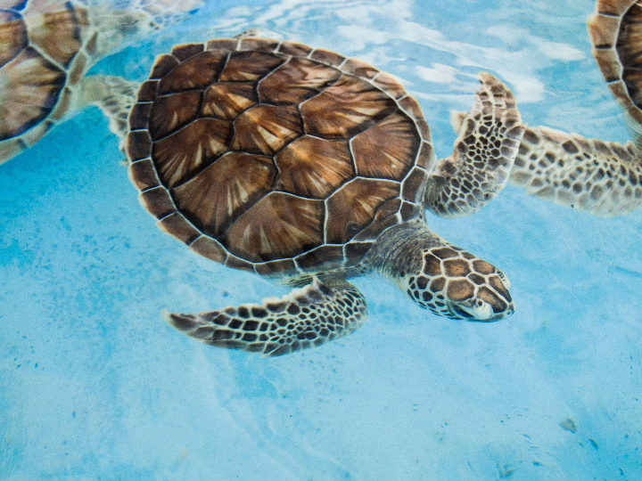 analisis y comparativa de las mejores piscinas para tortugas grandes idale a tu mascota acuatica el espacio que se merece