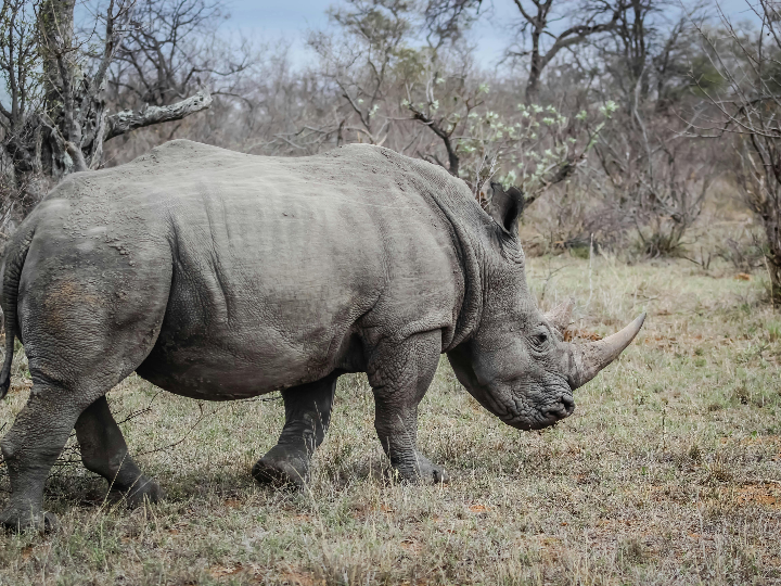 analisis y comparativa del muneco rhino spidey idescubre sus ventajas como juguete para ninos