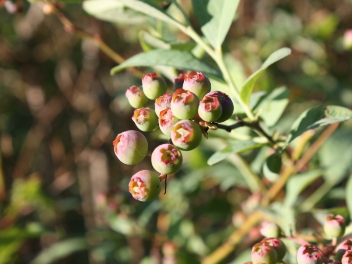 arandano rabbiteye ojo de conejo