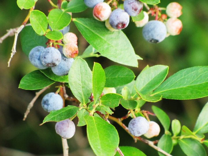aronia berries eco
