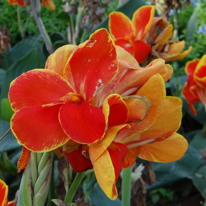 biform poder naranja contraindicaciones y precauciones a tener en cuenta