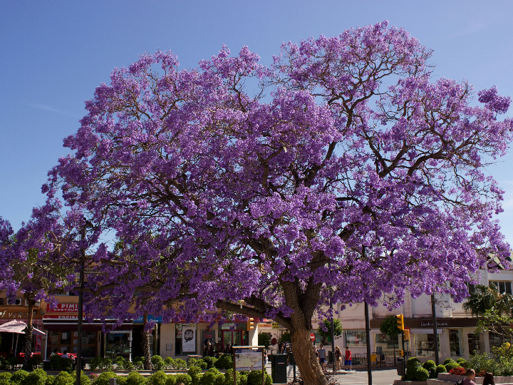 blue jacaranda bonsai care guide