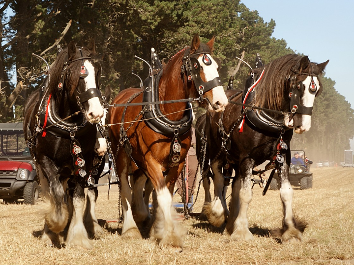 caballos los mejores piensos y curiosidades
