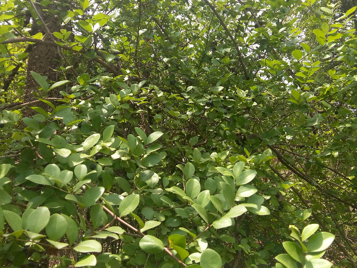 carissa macrocarpa ciruelo de natal