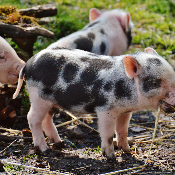 carrilleras de cerdo estofadas