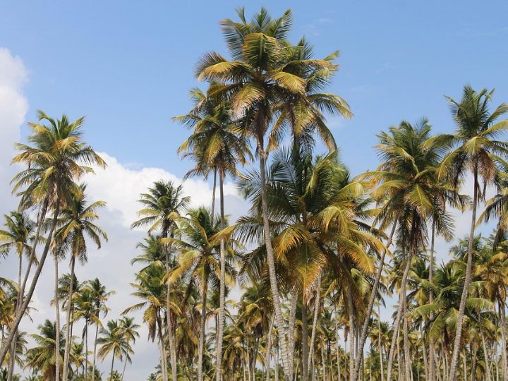 casali rum kokos cuba libre 175 g