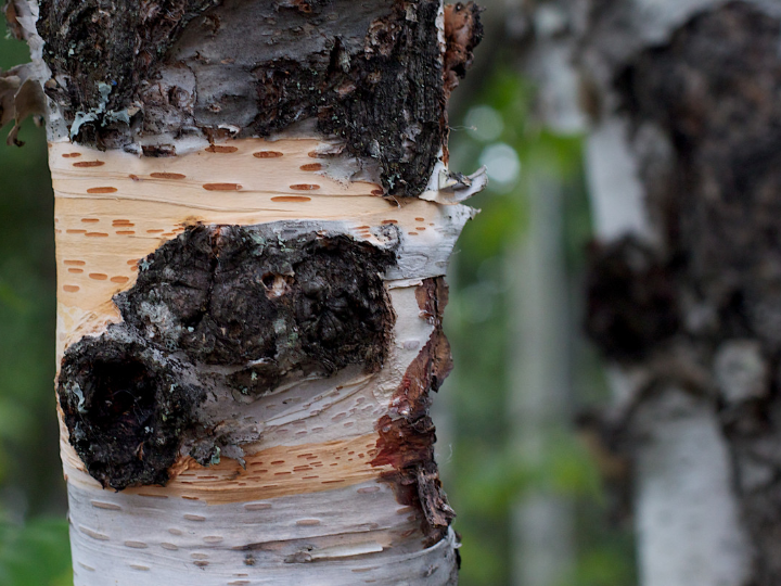 chaga mushroom en polvo eco