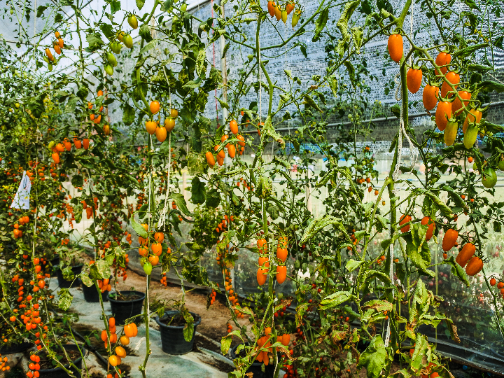 como montar un invernadero