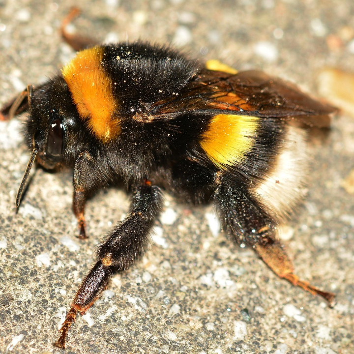 como tomar tribulus terrestris para ganar masa muscular guia completa