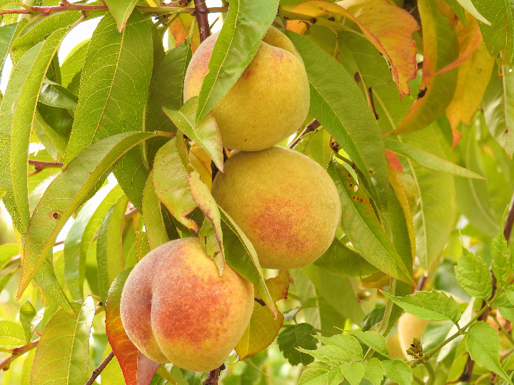 comparativa de melocotones de nicaragua son aptos para celiacos