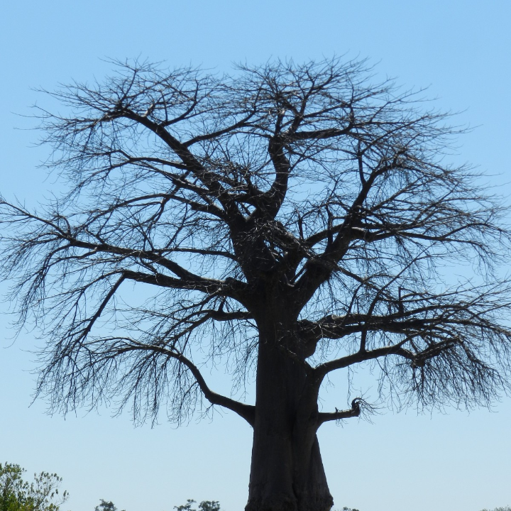 compra baobab en mercadona la mejor opcion para disfrutar de sus beneficios