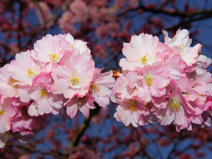 comprar bonsai de cerezo japones