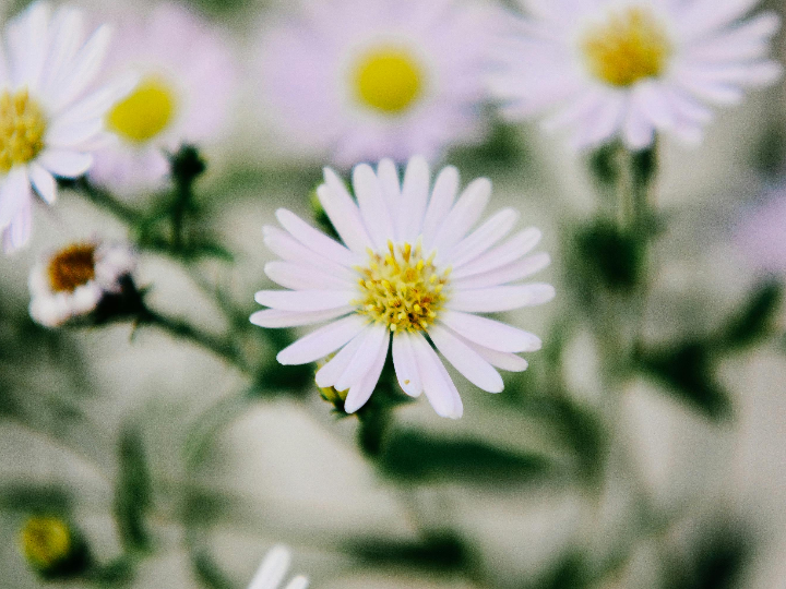 crema atrix proteccion intensiva camomilla