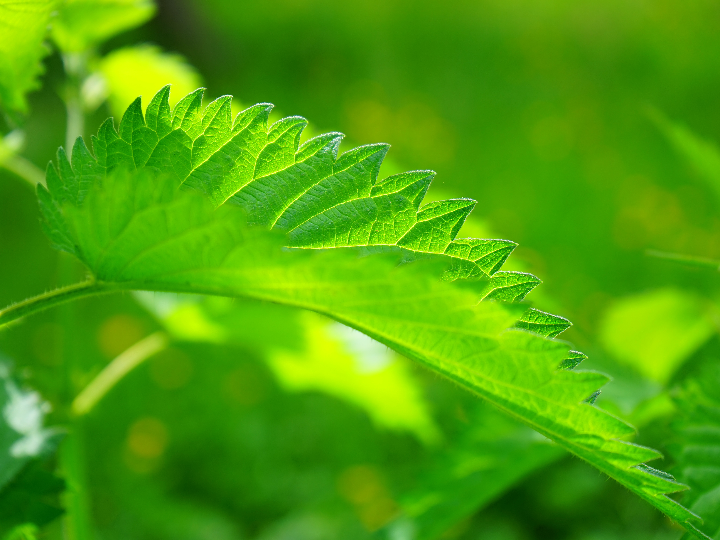 cual es el margen gingival