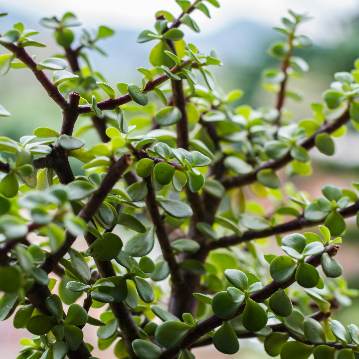 cual es nuestro bonsai mas antiguo