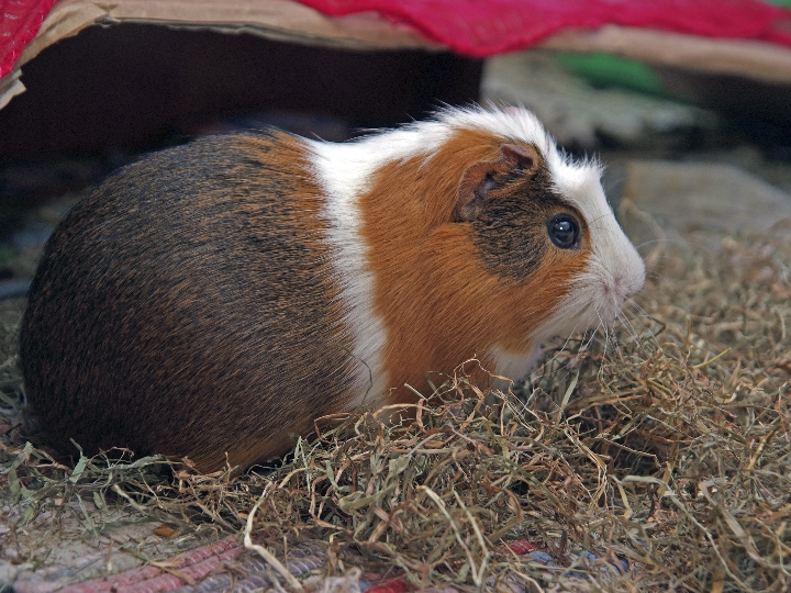 cuanto cuesta tener una cobaya como mascota para duenos responsables