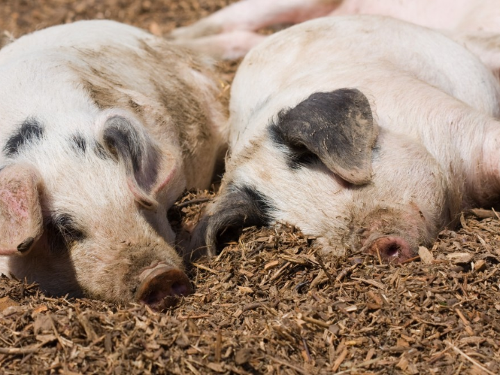 das schwein von fisan