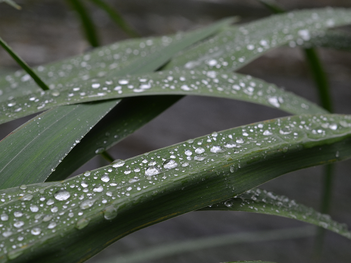 descubre la versatilidad y frescura de las hojas de lima kaffir en la cocina internacional analisis positivo