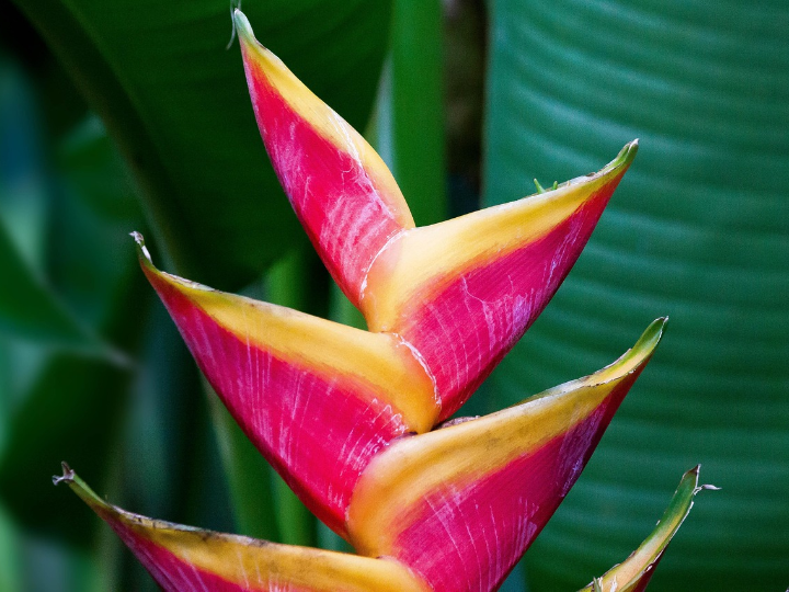 descubre los beneficios del chiku una exotica fruta internacional para tu salud y paladar