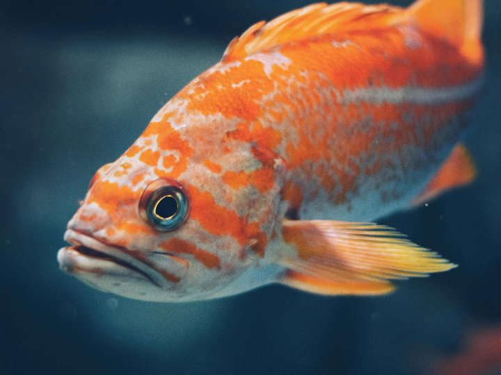 desventajas a tener en cuenta al nadar con aletas consejos y recomendaciones para evitarlas