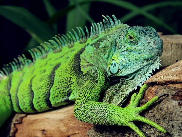 drenactif con te verde y mate intersa 500 ml