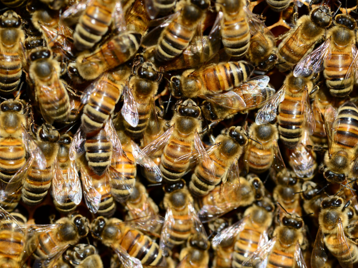 el amor de las abejas obreras