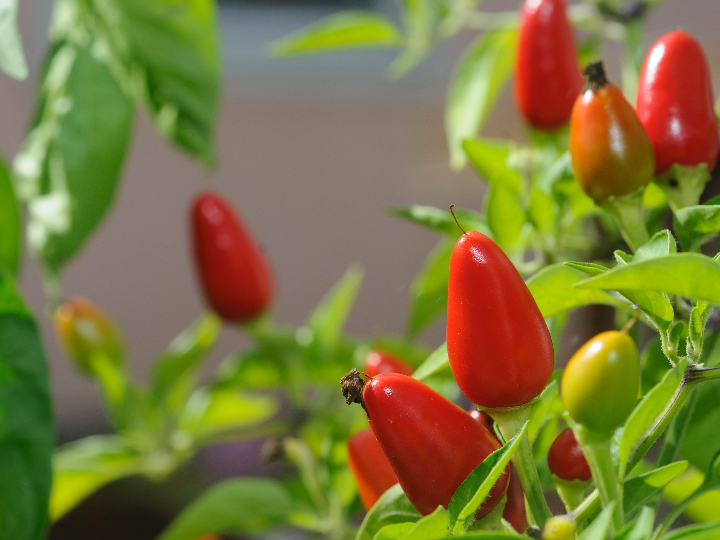 el arbol de pimiento un tesoro del desierto chileno