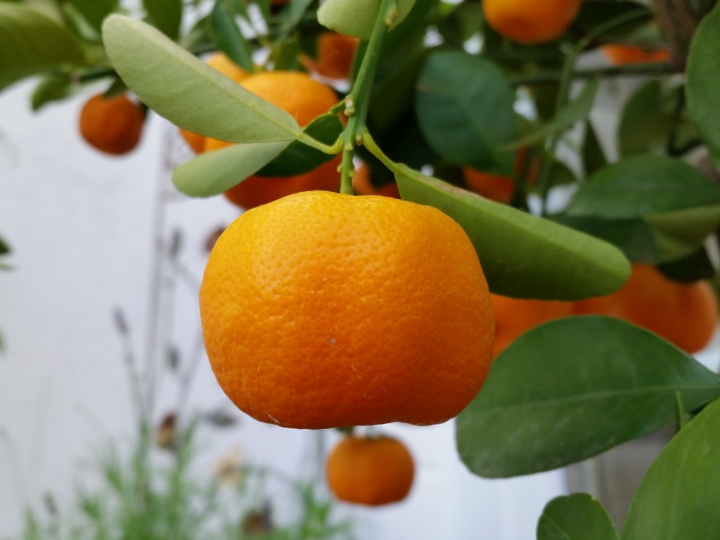 el arbol de pomelo floracion cultivo y caracteristicas