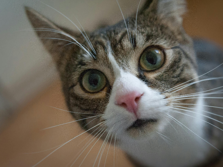 el gato se comera mis ojos