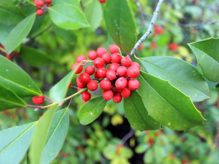 elaeagnus pungens prebonsai 8 anos arbol del paraiso o eleagno