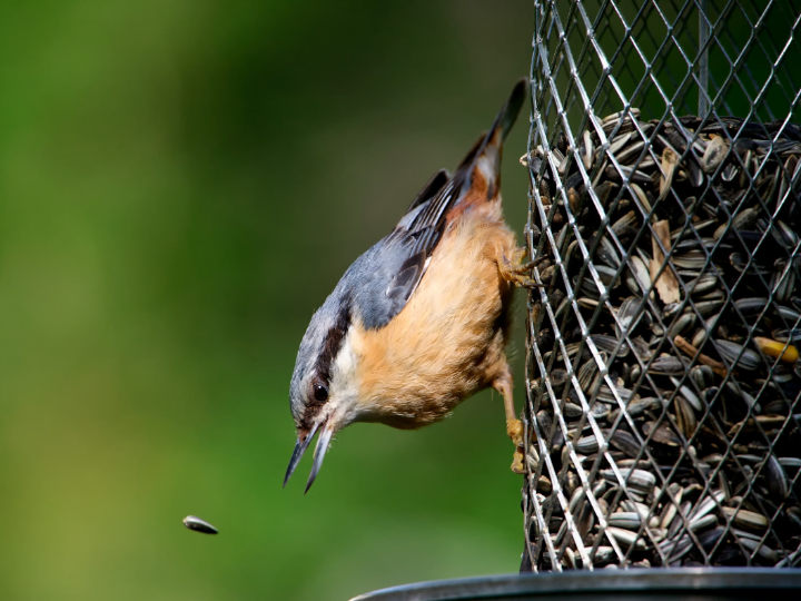 eres un turofilo estas son las claves para descubrirlo